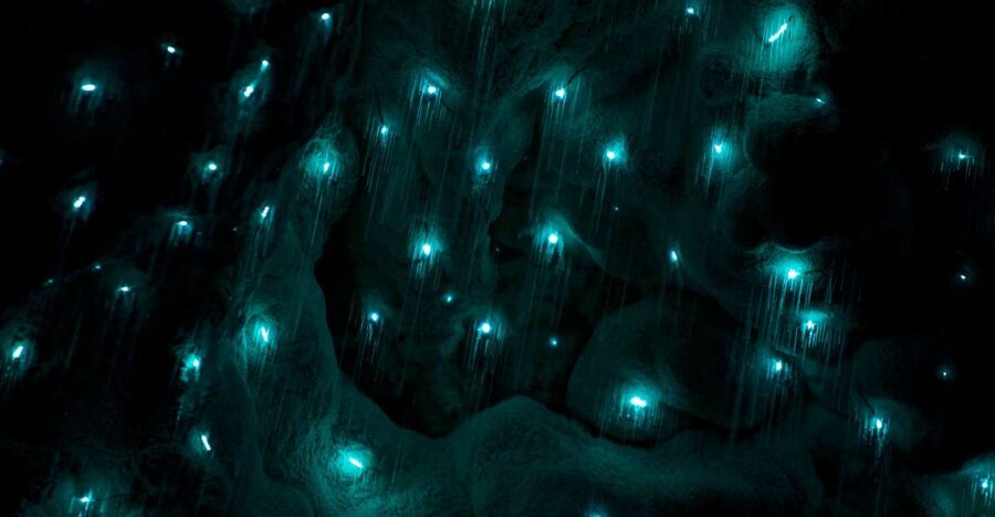 Waitangi: Kawiti Glow Worm Cave & Opua Kauri Forest Walk - Key things that make this tour worth your time