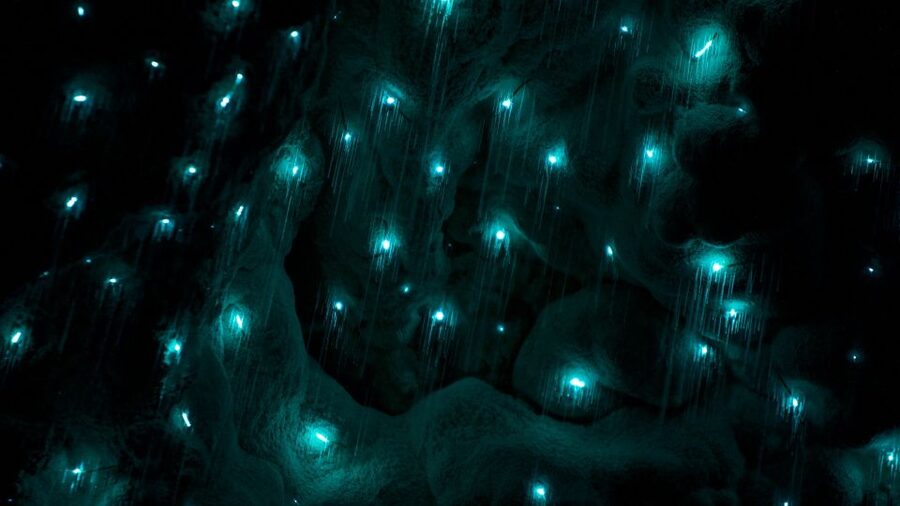 Waitangi: Kawiti Glow Worm Cave & Opua Kauri Forest Walk - From Waitangi or Paihia, right into the wild
