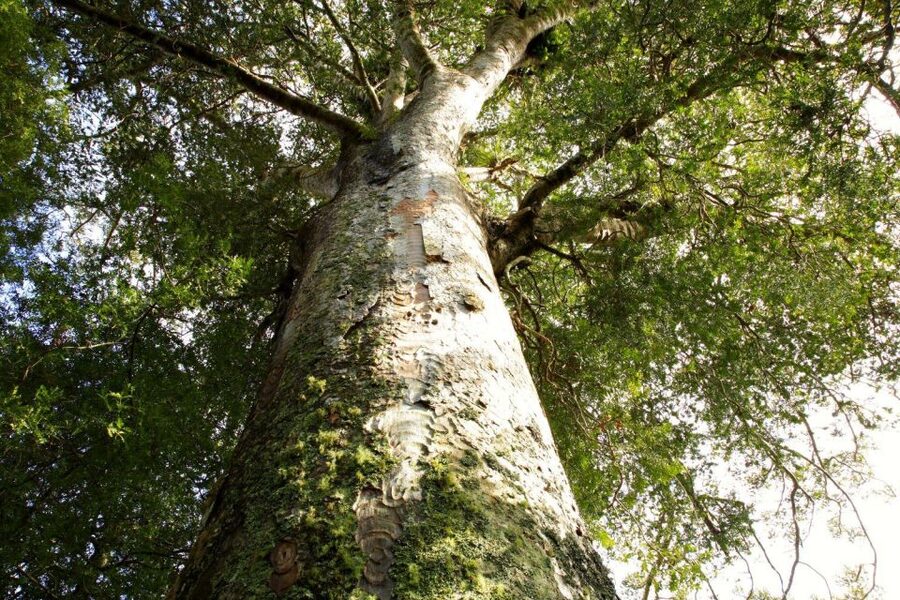 Waitangi: Kawiti Glow Worm Cave & Opua Kauri Forest Walk - The pace and timing that make a 4-hour day actually work