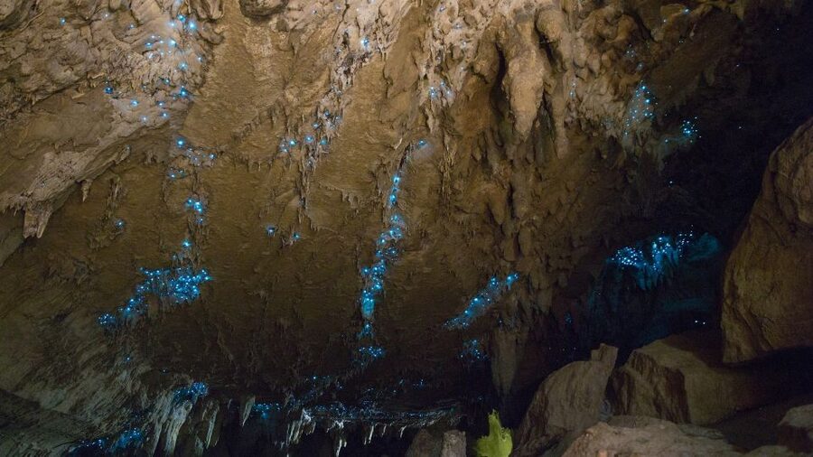 Waitangi: Kawiti Glow Worm Cave & Opua Kauri Forest Walk - Kawiti Glowworm Cave: boardwalk lighting, stalactites, and the ceiling show