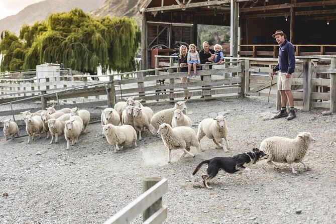 Walter Peak Gourmet BBQ Lunch & Queenstown Lake Cruise - Key highlights worth planning for