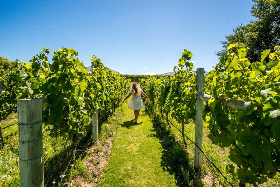 Wanaka: Afternoon Boutique Wine Tour - Price and Value: Is $155 Worth It?