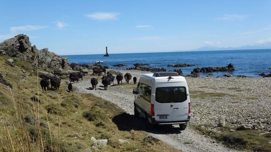 Wellington: Half Day Seal Coast Safari - Should You Book the Wellington Half Day Seal Coast Safari?