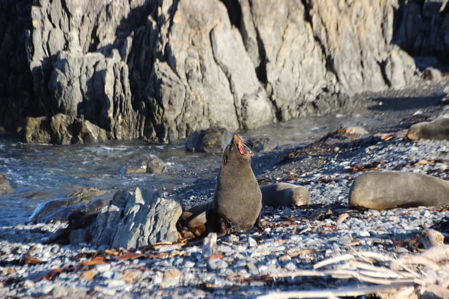 Wellington: Half Day Seal Coast Safari - The Drive That Makes This Half-Day Feel Longer
