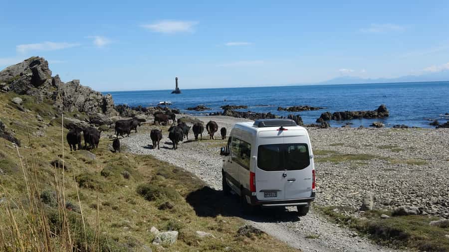 Wellington: Half Day Seal Coast Safari - Price and Value: Why $116 Makes Sense for This Route