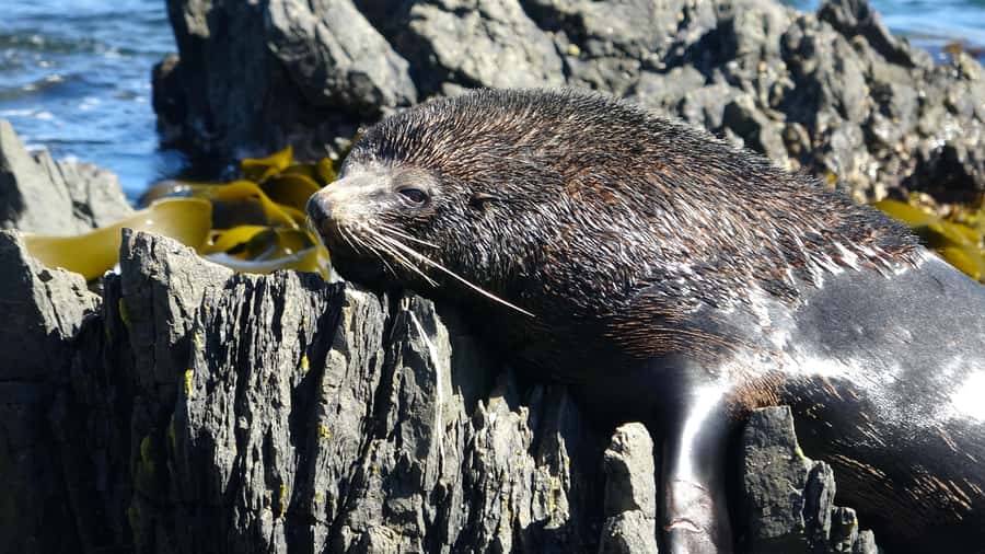Wellington: Half Day Seal Coast Safari - Otari-Wilton’s Bush: Native Forest and Birdlife from the Skybridge