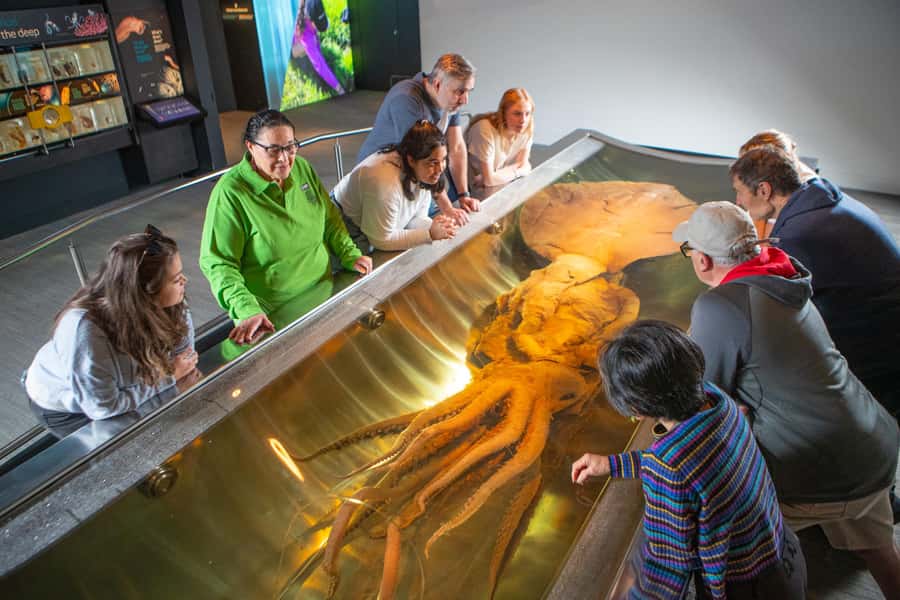 Wellington: Museum of NZ Guided Tour & General Admission - Colonial history, art and design, plus natural science stops