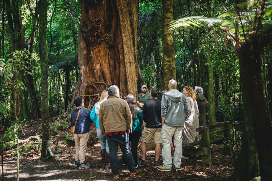 Wellington: Original LOTR Full-Day Tour with Weta & Lunch - Outer Shire forest walk: Frodo’s footsteps and the hunt in the trees