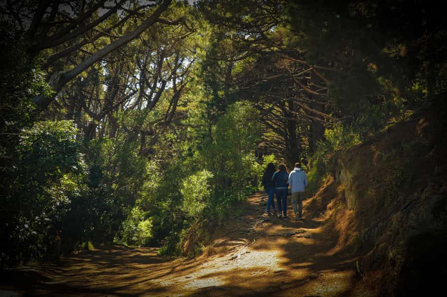 Wellington: Original LOTR Half-Day Experience with Weta - Outer Shire forest walk: where the tour tells the land’s story