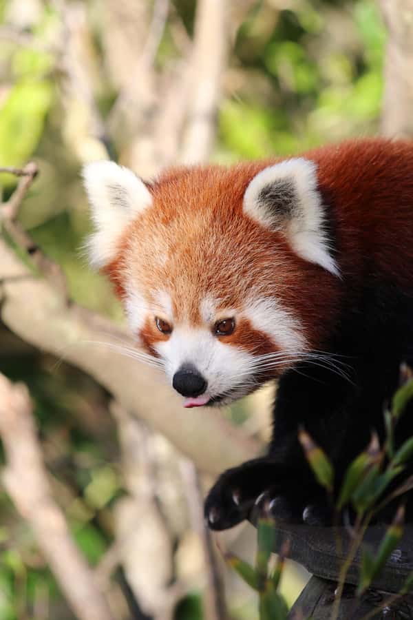 Wellington Zoo General Entry Tickets - Quick highlights