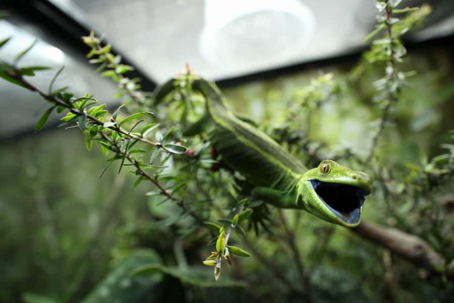 Wellington Zoo General Entry Tickets - Wellington Zoo in Newtown: why this zoo feels worth your day