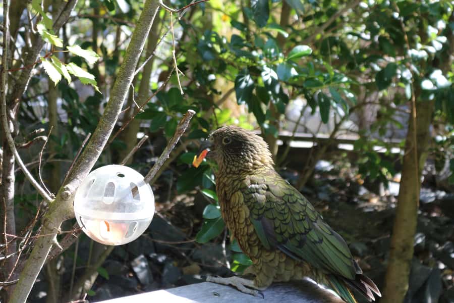 Wellington Zoo General Entry Tickets - Getting there fast: Newtown location, buses, and parking