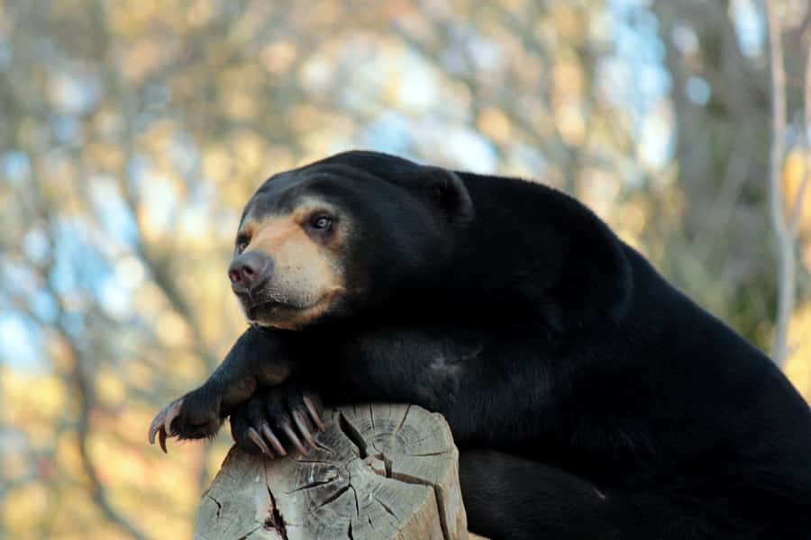 Wellington Zoo General Entry Tickets - Te Kōhanga The Nest: watching vet-led care without needing a behind-the-scenes pass