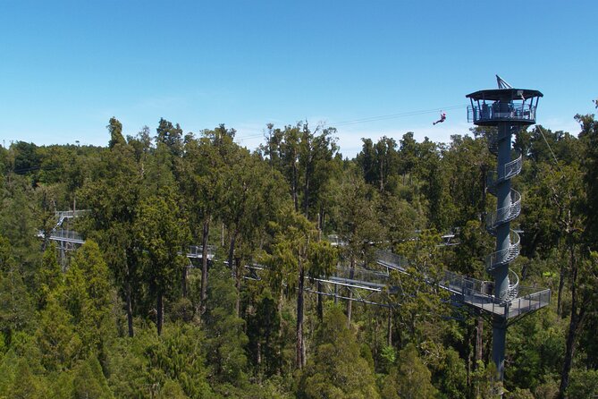 West Coast Tower Zipline & Treetop Walk Combo - The 106 steps spiral tower climb and the views you’re going for