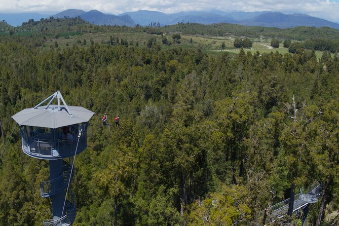 West Coast Tower Zipline & Treetop Walk Combo - The tandem zipline: 45m high and about 15 storeys up