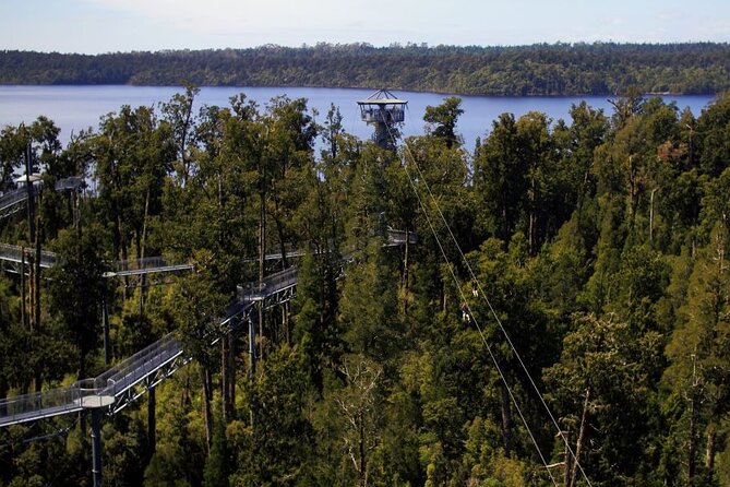 West Coast Tower Zipline & Treetop Walk Combo - Entering the treetop structure and learning the Rimu rainforest