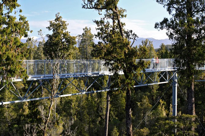 West Coast Treetop Walk - Quick hits you should know