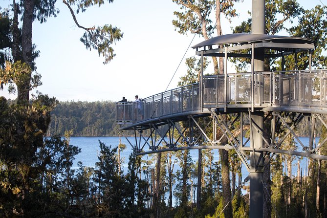 West Coast Treetop Walk - The uphill start, onsite transport, and choosing the right tempo