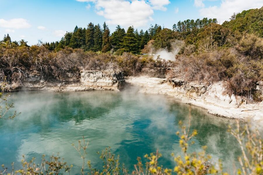 Whakarewarewa: Self-Guided Geothermal Trails - Manuka, ferns, and edible plants: nature details you might miss