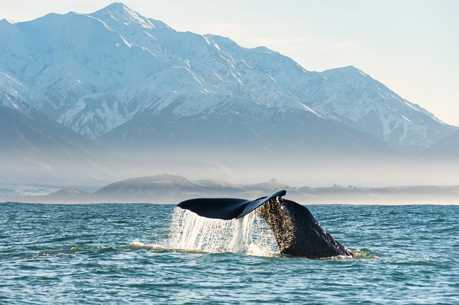 Whale Watching in Kaikoura by Boat - Kaikoura’s whale magic: tectonics, currents, and what you’re actually chasing