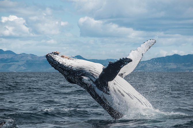 Whale Watching in Kaikoura by Boat - Where you start: Whaleway Station Road and the marina transfer