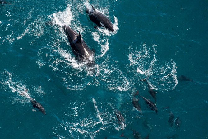 Whale Watching in Kaikoura - Ultimate Experience - Over Kaikoura: The Coasts, Cliffs, and Places Whales Show Up