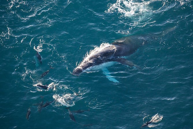 Whale Watching in Kaikoura - Ultimate Experience - Who This Flight Suits Best (And When to Skip It)