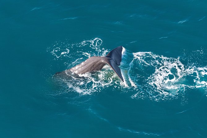 Whale Watching in Kaikoura - Ultimate Experience - Small-Group Comfort and Pilots: What You’re Really Buying