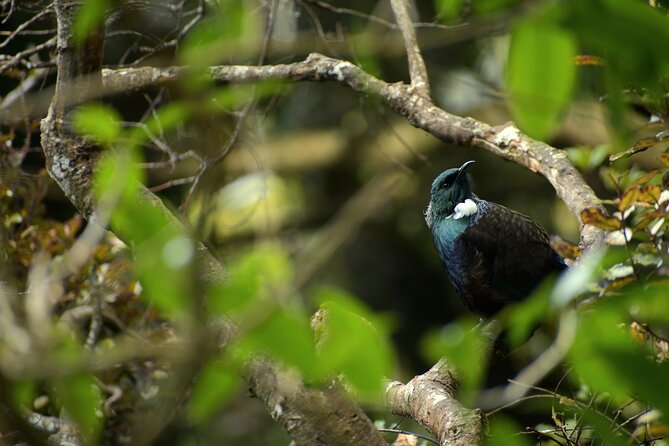 Wildlife and Penguin Tour - Key highlights worth planning for