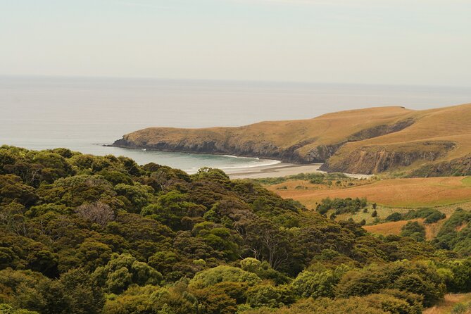 Wildlife and Penguin Tour - Price and value: $46.54 for a guided conservation experience
