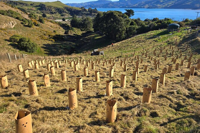Wildlife and Penguin Tour - Should you book: my practical take