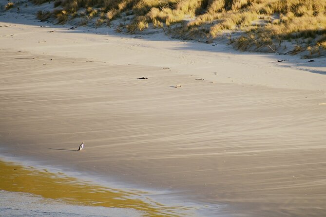 Wildlife and Penguin Tour - The 90-minute flow: theatre, rehabilitation centre, then a 2 km reserve walk