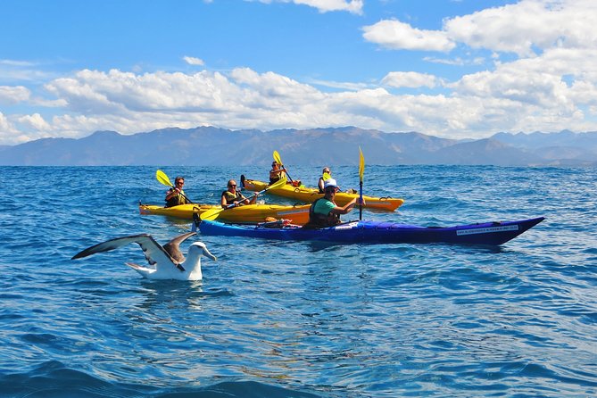 Wildlife Sea Kayaking Tour - Kaikoura - Key highlights before you go