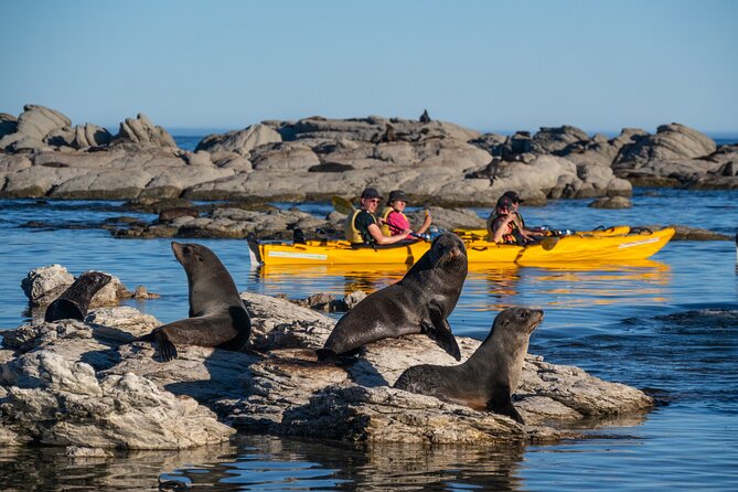 Wildlife Sea Kayaking Tour - Kaikoura - From the base to the water: getting confident in minutes