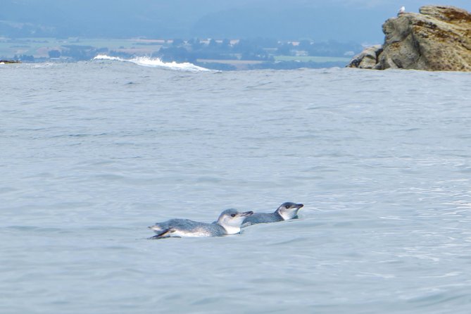 Wildlife Sea Kayaking Tour - Kaikoura - Stop 1: Kaikoura Peninsula Walkway, where the scenery sets the tone