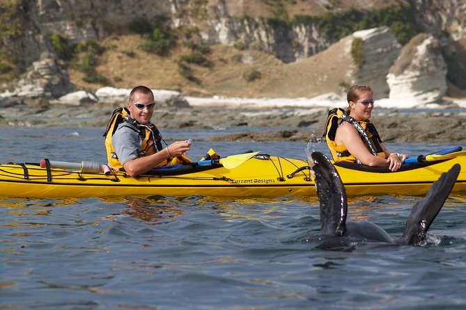 Wildlife Sea Kayaking Tour - Kaikoura - Marine reserve paddling: seabirds, dolphins, penguins, and the luck factor