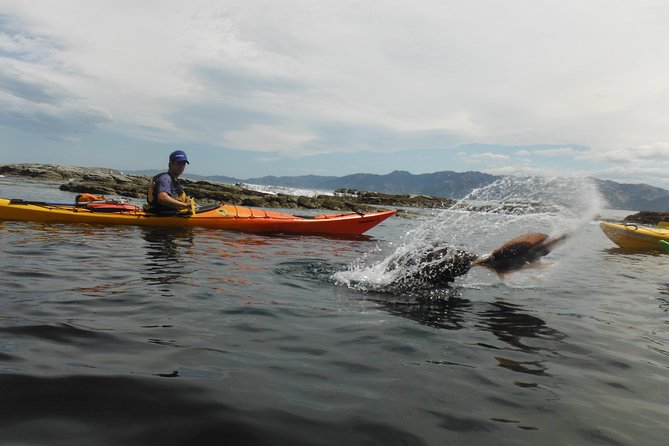 Wildlife Sea Kayaking Tour - Kaikoura - Guides, small-group energy, and how safety looks in real weather