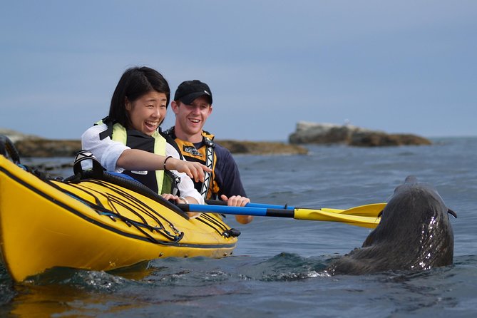 Wildlife Sea Kayaking Tour - Kaikoura - The 3-hour rhythm: paddling time, start time, and why 15 minutes matters
