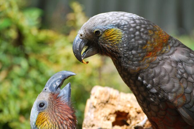 Willowbank Wildlife Reserve Day Entry - Stop at the animals: introduced species, plus a farm you can actually meet