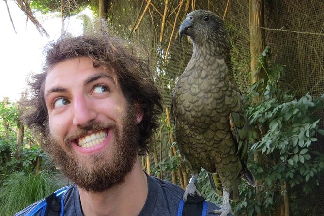Willowbank Wildlife Reserve Day Entry - Native New Zealand favorites: kea, kaka, takahe, tuatara, and kiwi