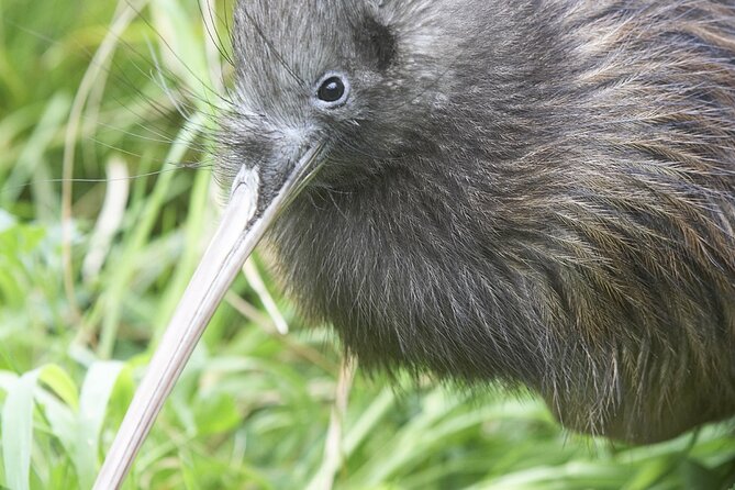 Willowbank Wildlife Reserve Day Entry - Feeding and animal etiquette: what to expect when animals learn your routine