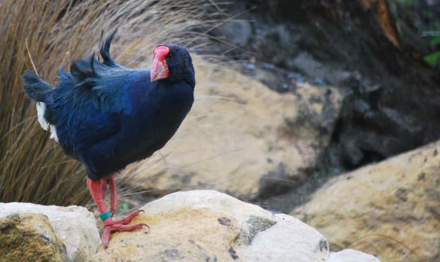 Willowbank Wildlife Reserve Day Entry Ticket - Key points to know before you go