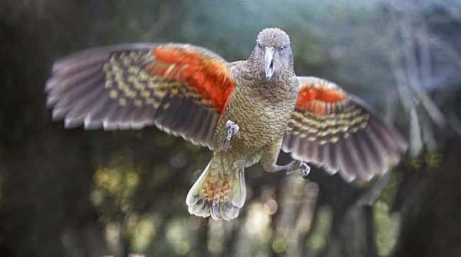 Willowbank Wildlife Reserve Day Entry Ticket - Hand-feeding animals on the grounds, fun with rules