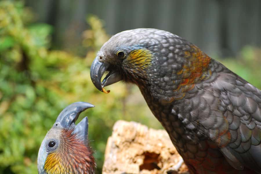 Willowbank Wildlife Reserve Day Entry Ticket - Price and value: $21 for a dense wildlife hit