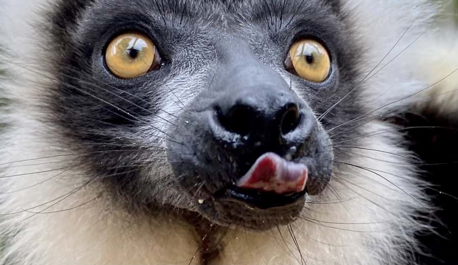 Willowbank Wildlife Reserve Day Entry Ticket - Who this is best for in Christchurch