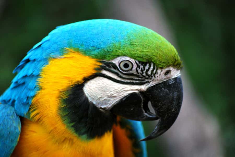 Willowbank Wildlife Reserve Day Entry Ticket - Should you book Willowbank Wildlife Reserve?