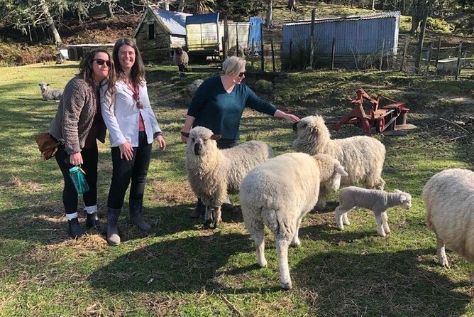 Wool Sheep Farm Experience with Handmade Wool Hat in New Zealand - Meeting Angie and Getting the Why Behind New Zealand Wool