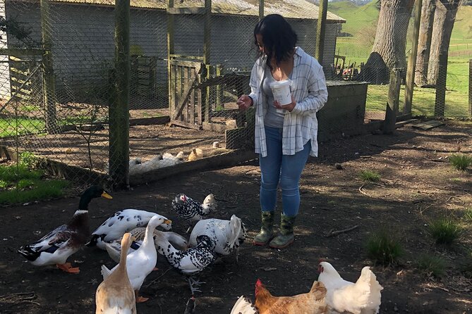 Wool Sheep Farm Experience with Handmade Wool Hat in New Zealand - The Sheep Feeding Moment That Turns Into Real Learning