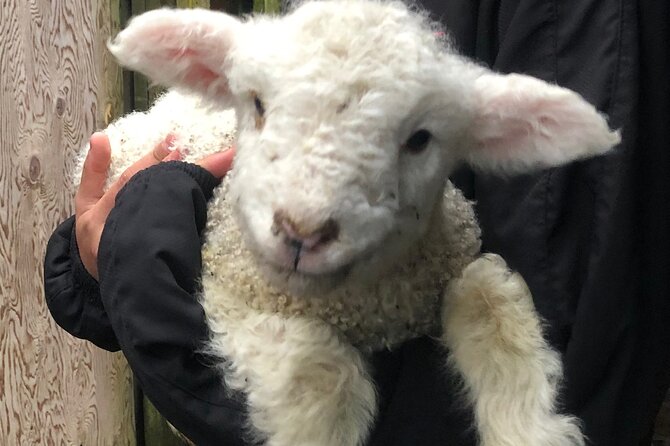 Wool Sheep Farm Experience with Handmade Wool Hat in New Zealand - Trying Wool Spinning: Where the Hands-On Part Becomes Memorable