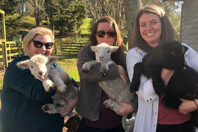 Wool Sheep Farm Experience with Handmade Wool Hat in New Zealand - Who You’ll Meet: Chickens, Ducks, Corriedale Sheep, Horses, and Highland Cows